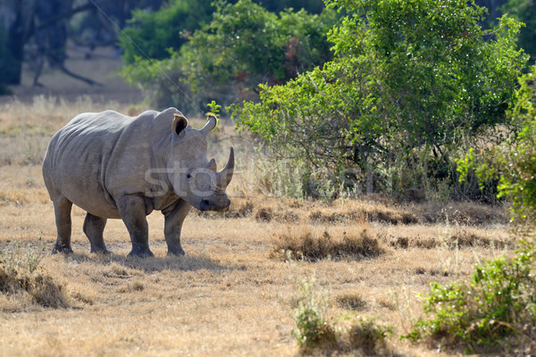 Rinoceronte africano branco parque Quênia bebê Foto stock © byrdyak