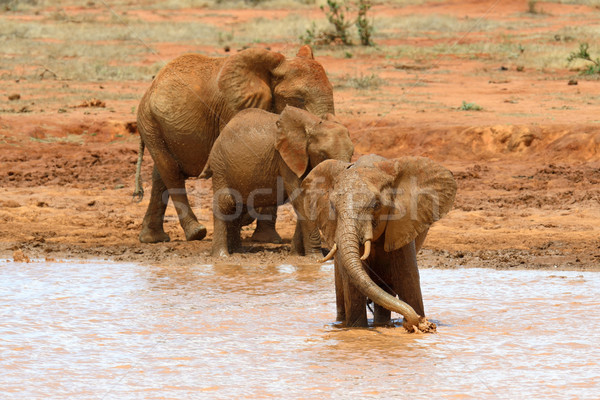 Foto stock: Elefante · lago · parque · Quênia · África · água