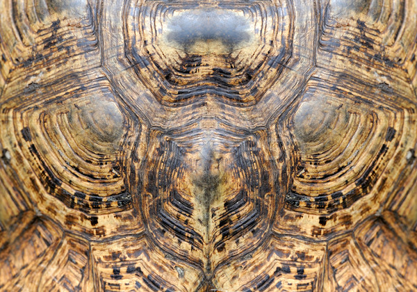 Turtle carapace Stock photo © byrdyak