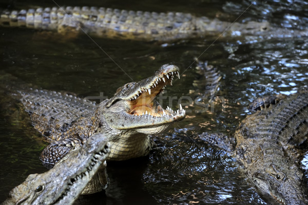 Grupy krokodyla rzeki parku Afryki wody Zdjęcia stock © byrdyak