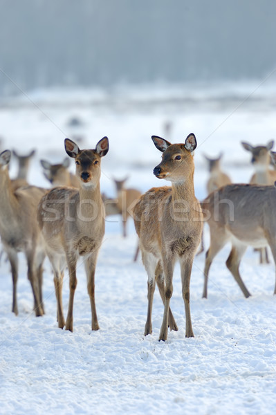 Young deer  Stock photo © byrdyak