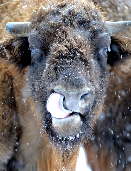 Bison in winter Stock photo © byrdyak