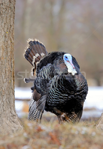 Turkey-cock Stock photo © byrdyak