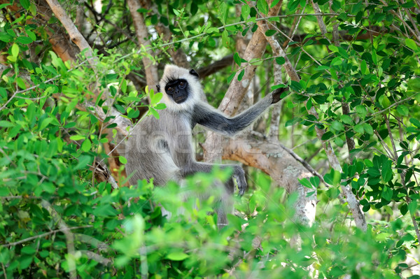 Mono vida naturaleza país Sri Lanka bebé Foto stock © byrdyak