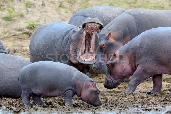 Hipopótamo família hipopótamo fora água África Foto stock © byrdyak
