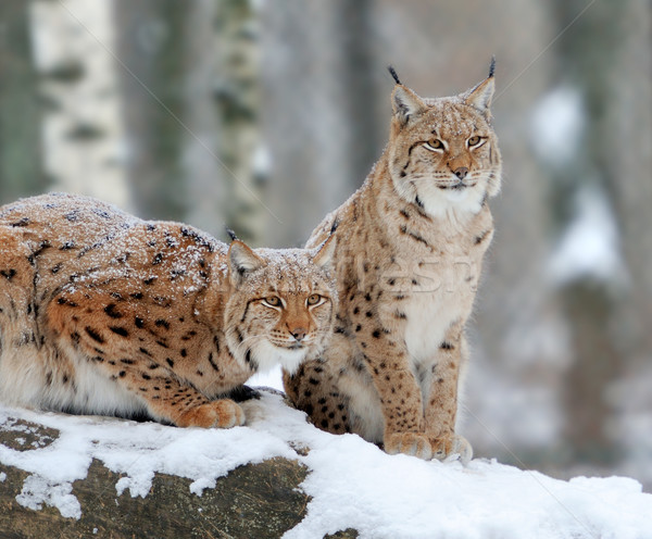 Lynx Stock photo © byrdyak