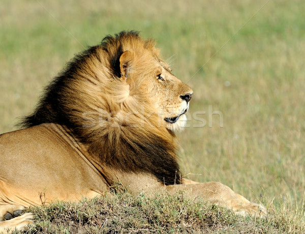 Leu frumos cezar iarbă portret Africa Imagine de stoc © byrdyak