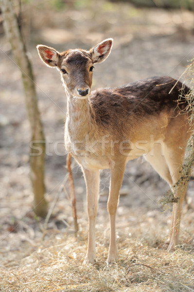 鹿 年輕 森林 景觀 日出 商業照片 © byrdyak