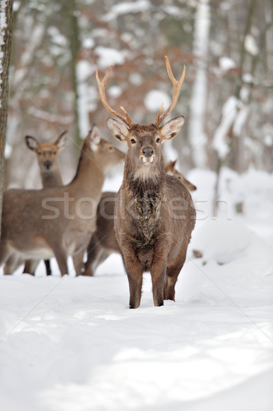 Deer Stock photo © byrdyak