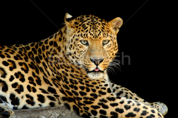 Foto stock: Leopardo · oscuro · cara · naturaleza