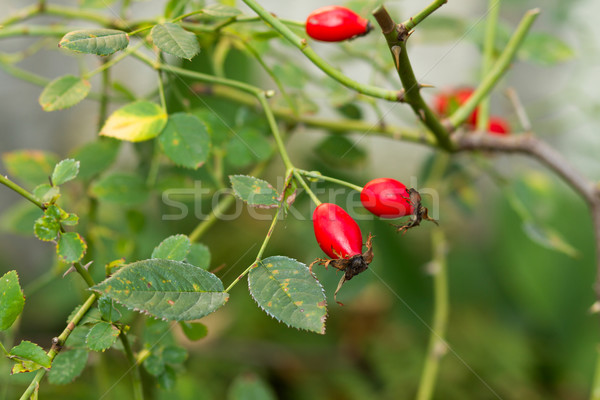 Rood wild steeg heupen tak blad Stockfoto © c12