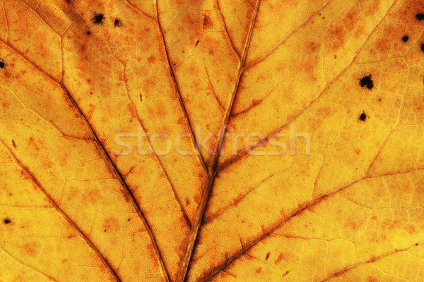 Blad macro Geel najaar textuur natuur Stockfoto © c12