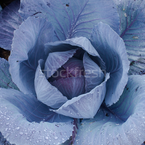 red cabbage Stock photo © c12