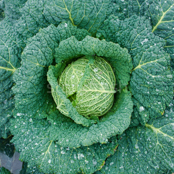 savoy cabbage Stock photo © c12