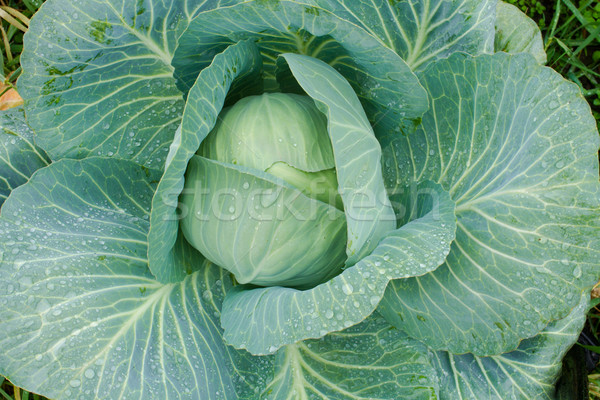 fresh cabbage Stock photo © c12