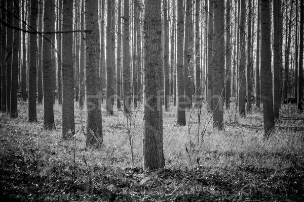 Simetrik yapay kavak orman soyut siyah beyaz Stok fotoğraf © c12
