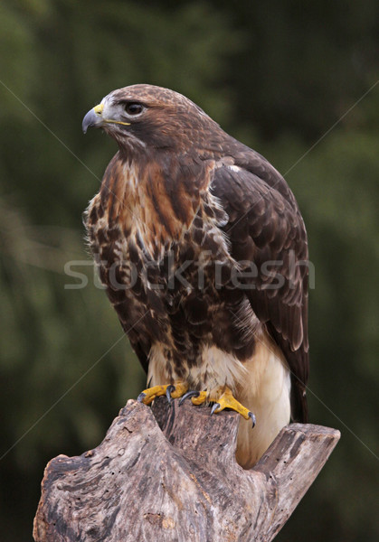 Red-tailed Hawk Profile Stock photo © ca2hill