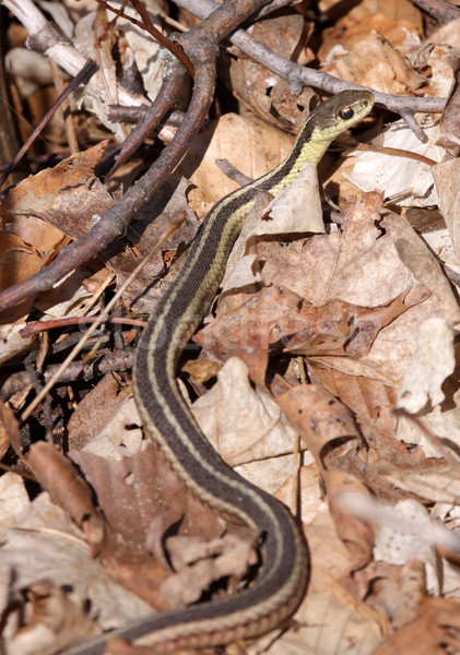 Karcsú harisnyakötő kígyó fókuszált keleti halott Stock fotó © ca2hill