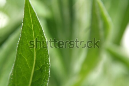 Spring Green Leaf Stock photo © ca2hill