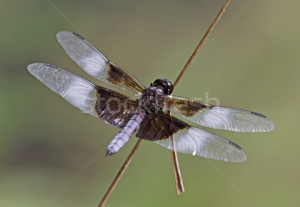 Vedova primo piano libellula seduta ramoscello ali Foto d'archivio © ca2hill