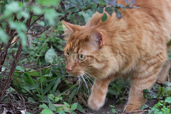 Stalking Orange Tabby Cat Stock photo © ca2hill