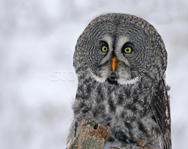 Great Grey Owl in Winter Stock photo © ca2hill
