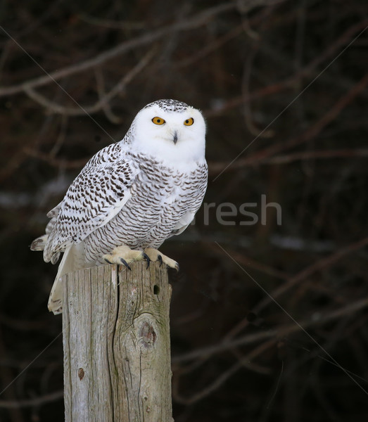 Snowy Owl on a Post
 Stock photo © ca2hill