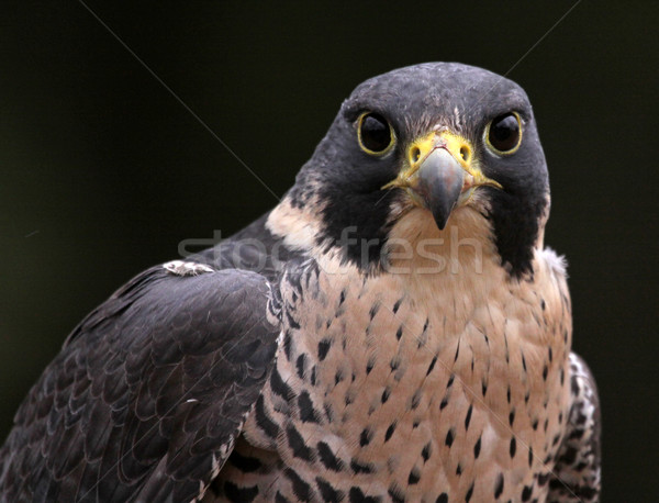 Staring Peregrine Falcon
 Stock photo © ca2hill