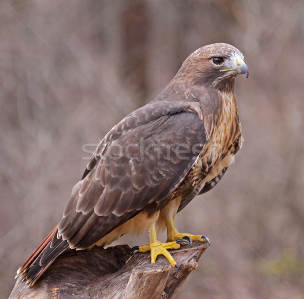 Posed Red-tailed Hawk Stock photo © ca2hill