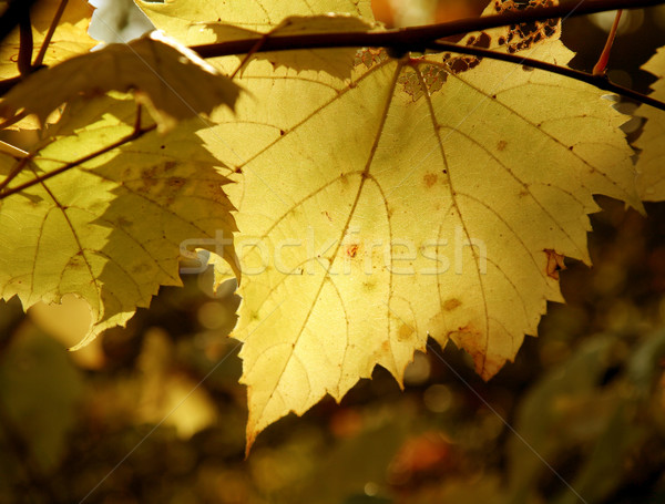 Big Yellow Leaf Stock photo © ca2hill