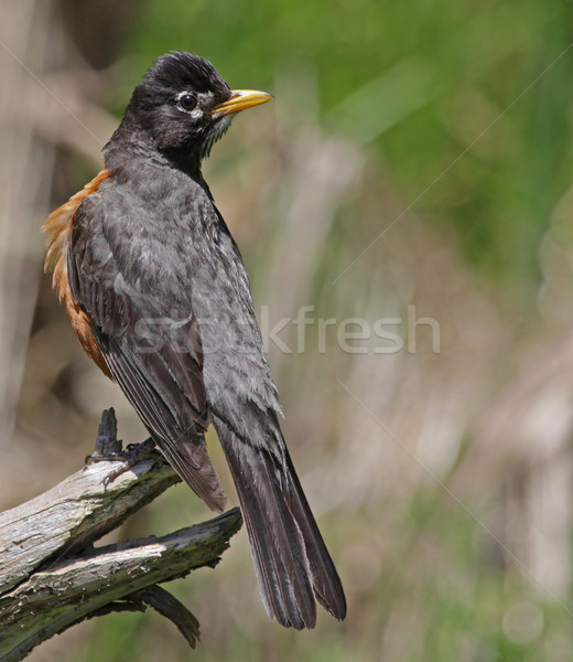 Robin Looking Back Stock photo © ca2hill