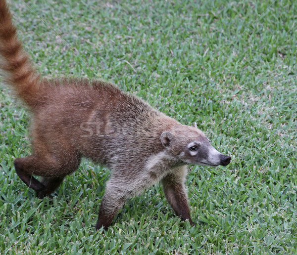 Proud Coati Stock photo © ca2hill