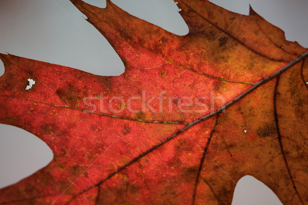 Zdjęcia stock: Jesienią · dąb · liści · makro · powrót