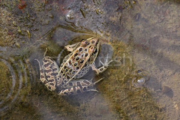 Brown Northern Leopard Frog Stock photo © ca2hill