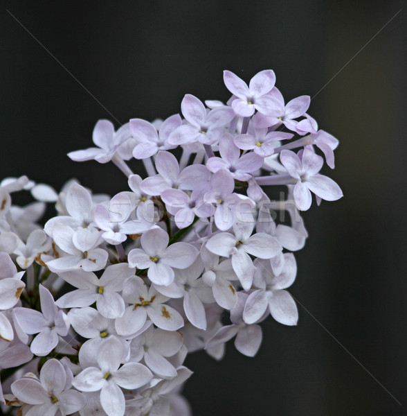 Blooming Lilac Branch Stock photo © ca2hill