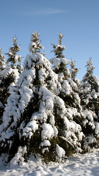 Snowy Evergreen Group
 Stock photo © ca2hill