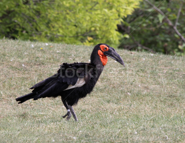 Southern Ground Hornbill Stock photo © ca2hill