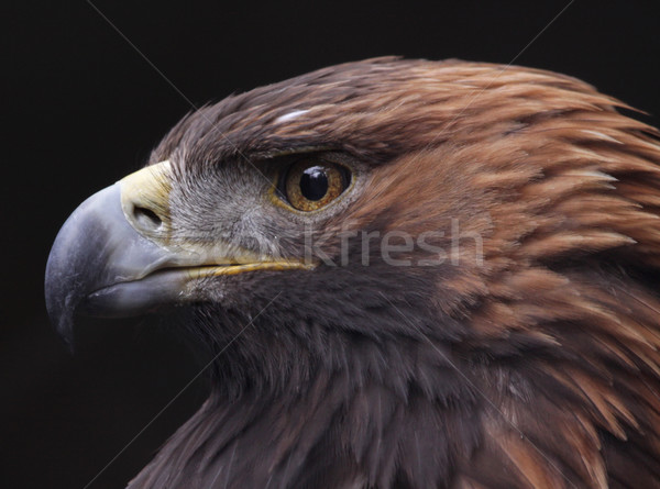 Golden Eagle Side View Stock photo © ca2hill