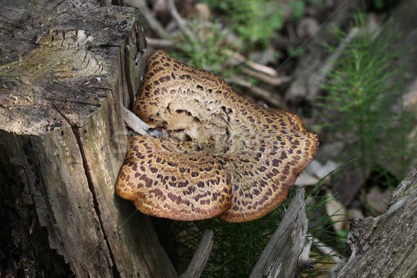 Dryad's Saddle Fungus Stock photo © ca2hill