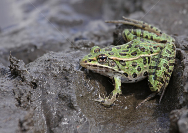 Foto stock: Rana · barro · leopardo · sesión · borde