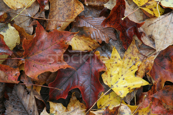 Autumn Maple Leaves Stock photo © ca2hill
