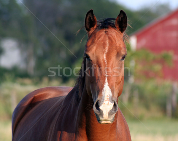 Concerned Horse Stock photo © ca2hill