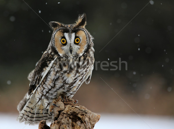 Baykuş aşağı bakıyor oturma kar düşen gözler Stok fotoğraf © ca2hill