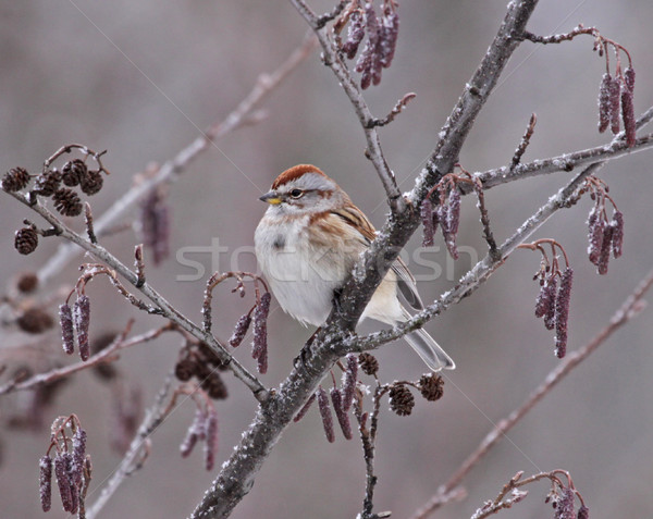 Perched American Tree Sparrow Stock photo © ca2hill