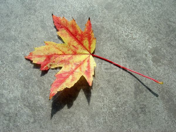 Autumn Maple Leaf Stock photo © ca2hill