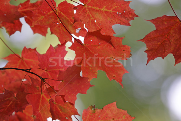 Vibrant Red Maple Leaves Stock photo © ca2hill