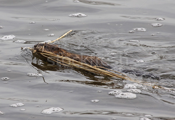 Nest Building Muskrat Stock photo © ca2hill