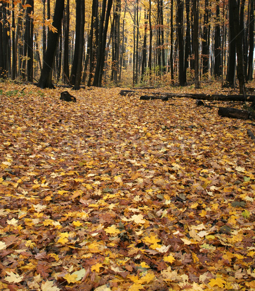 Fall Forest Floor Stock photo © ca2hill