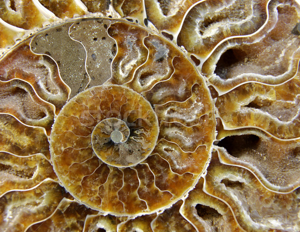 Fosil aşırı doğa deniz taş Stok fotoğraf © ca2hill