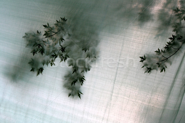 Leaves on a Screen Stock photo © ca2hill